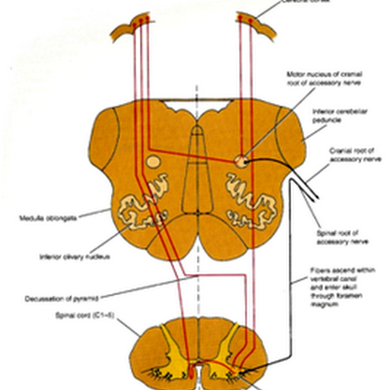 Accessory nerve Radiology Made Easy
